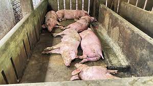 Hàng trăm con lợn bị chết do tiêm vắc xin dịch tả châu Phi sai quy trình 